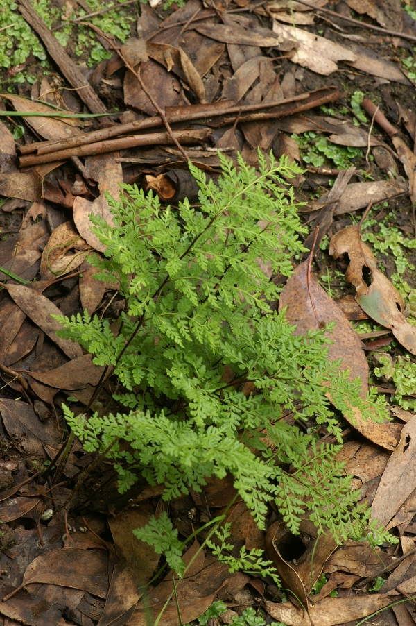 Cheilanthes austrotenuifolia